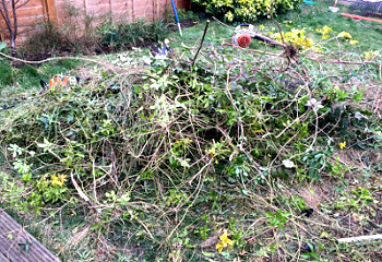 Pile of branches and leaves